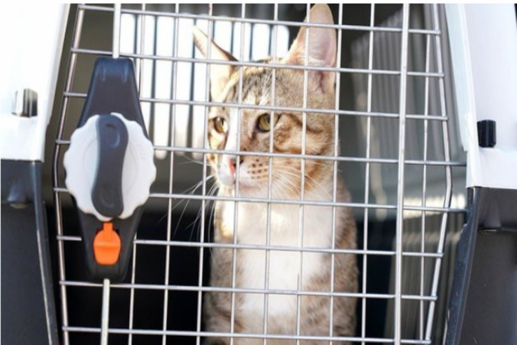 Qətərdə pişiklə  dostluq etdilər:   Özləri ilə apardılar -  VİDEO 