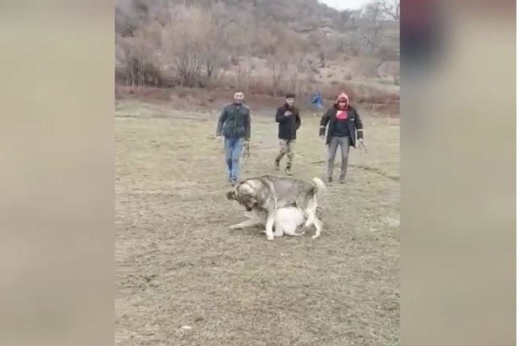 Azərbaycanda it döyüşdürənlər həbs olundular - VİDEO 