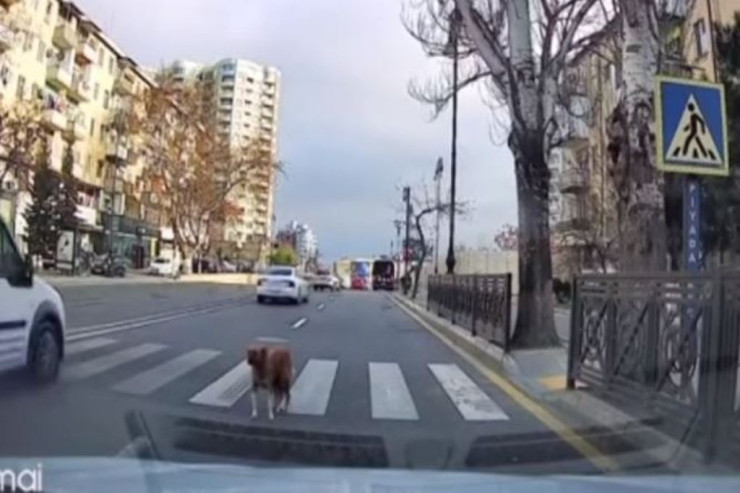Bakıda piyada zolağından keçən it hamını təəccübləndirdi - VİDEO 