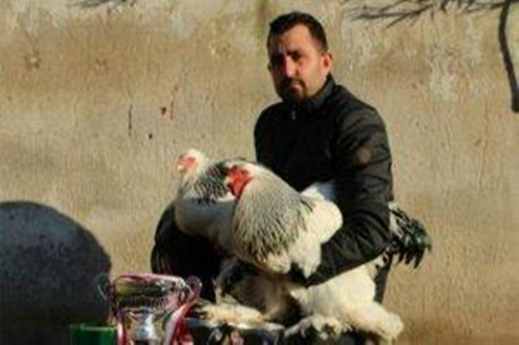 Azərbaycana diri toyuq gətirilməsi  DAYANDIRILDI 