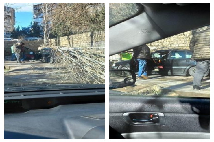 Üzərinə ağac aşan maşınlar