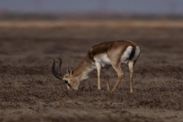 Azərbaycanda neçə CEYRAN  var? -CAVAB 