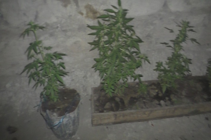 Evində narkotik yetişdirirdi... - POLİS TUTDU  - FOTO 