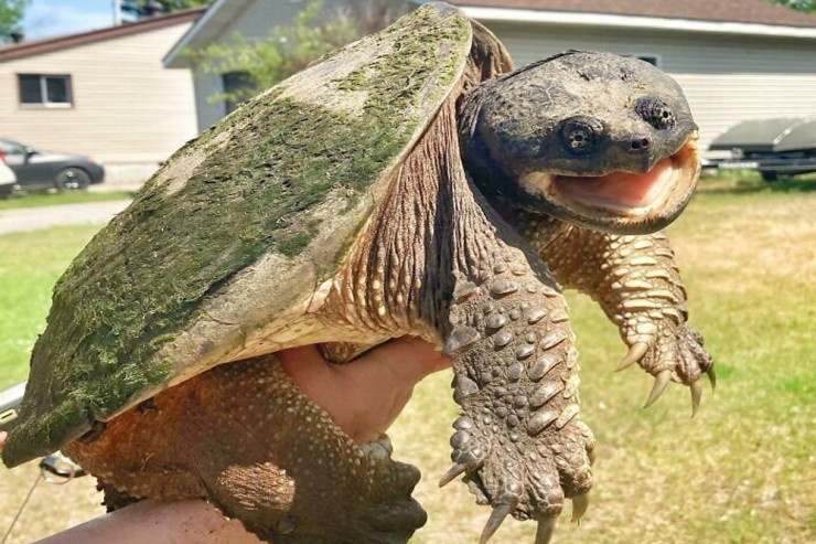 Sevimli və gülməli EV TISBAĞALARI   - FOTOLENT 