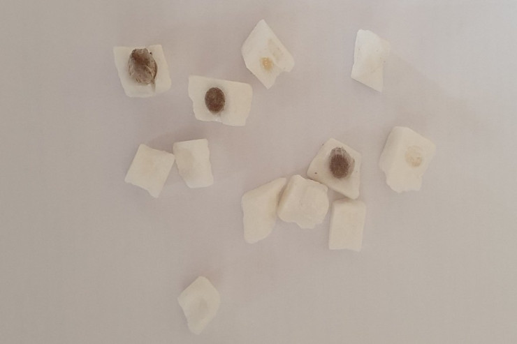 Həbsxanaya gətirilən narkotiklər