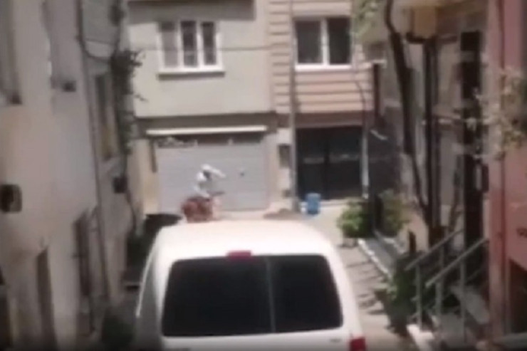 Qurbanlıqlar qaçdı, yollarda tıxac yarandı - VİDEO 