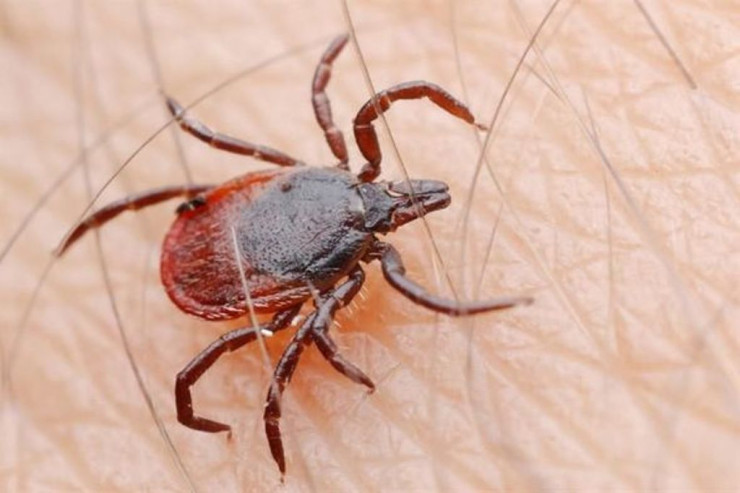 Gənə dişləməsindən TƏLƏBƏ ÖLDÜ 