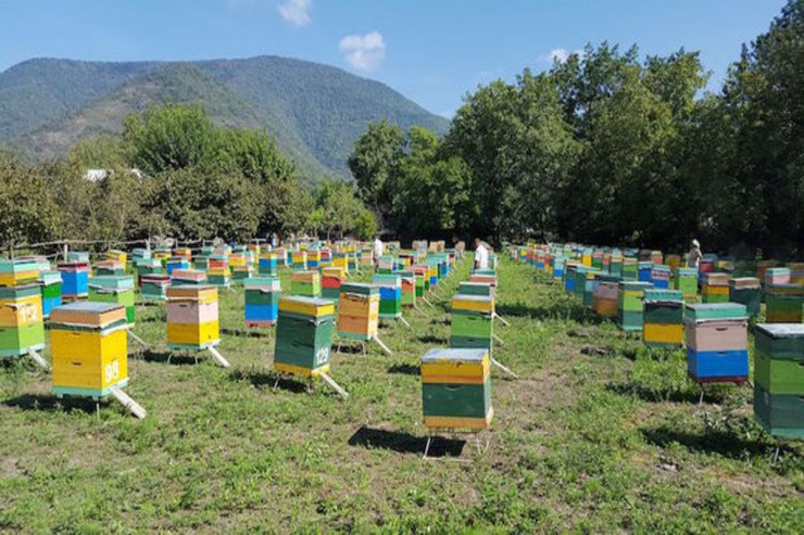 Xaçmazda bal arısı yeşikləri OĞURLANDI  - FOTO 