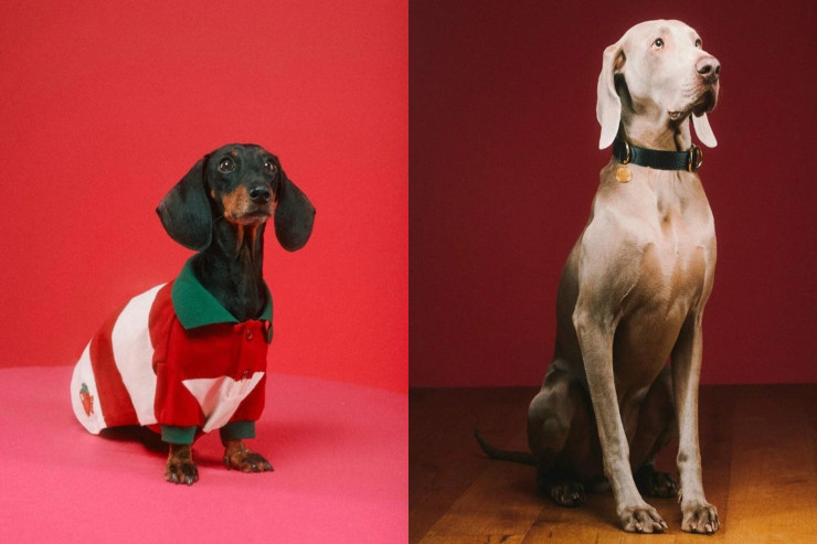 “Gucci”dən ev heyvanları  üçün KOLLEKSİYA:  7500 dollar.. 