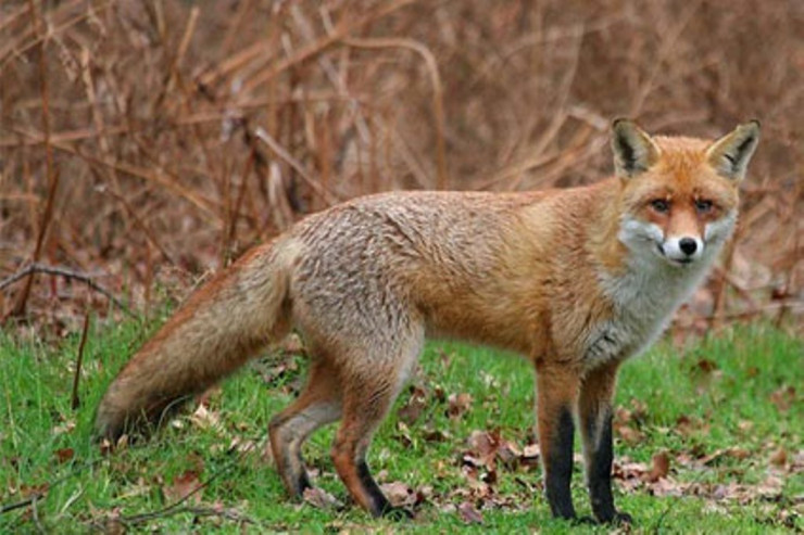 Azərbaycanda qarpızı yediyinə görə tülkünü ÖLDÜRDÜLƏR -VİDEO -YENİLƏNİB 