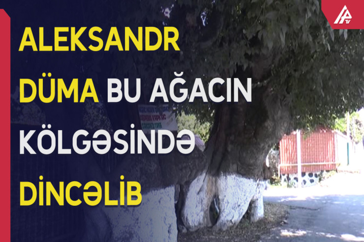 Aleksandr Düma bu ağacın kölgəsində dincəlib - VİDEO 