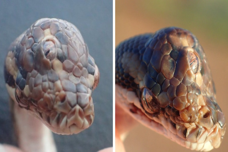 Üçgözlü ilan aşkarlandı – elm adamları ŞOKDA! 