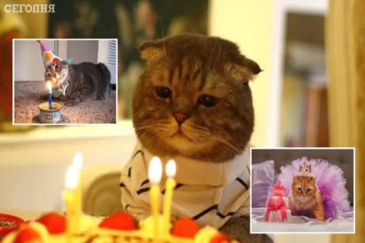 Ad günü  qeyd edən pişiklər - FOTOLENT 