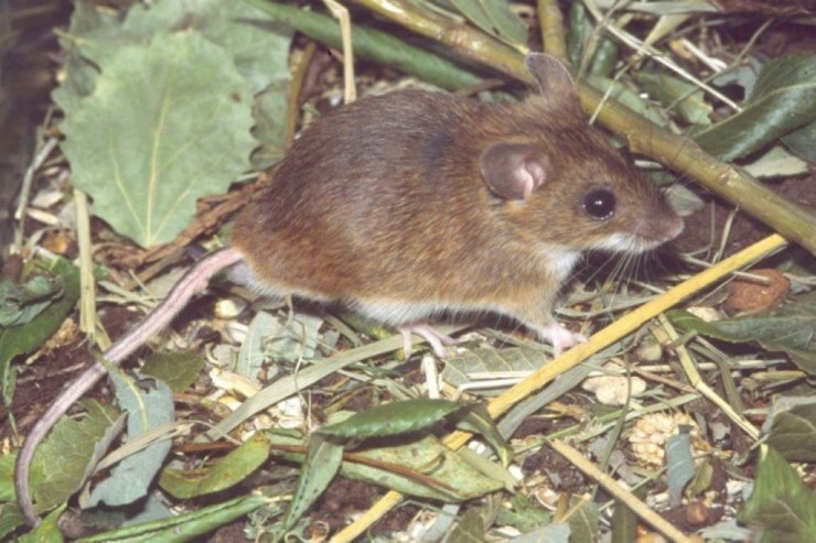 Dünyada ən çox siçan olan şəhərlər – TOP 10 