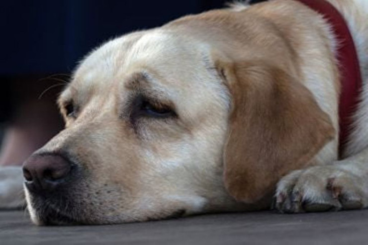 Sahibi  ÖLDÜ  , it 4 ay xəstəxanada GÖZLƏDİ 