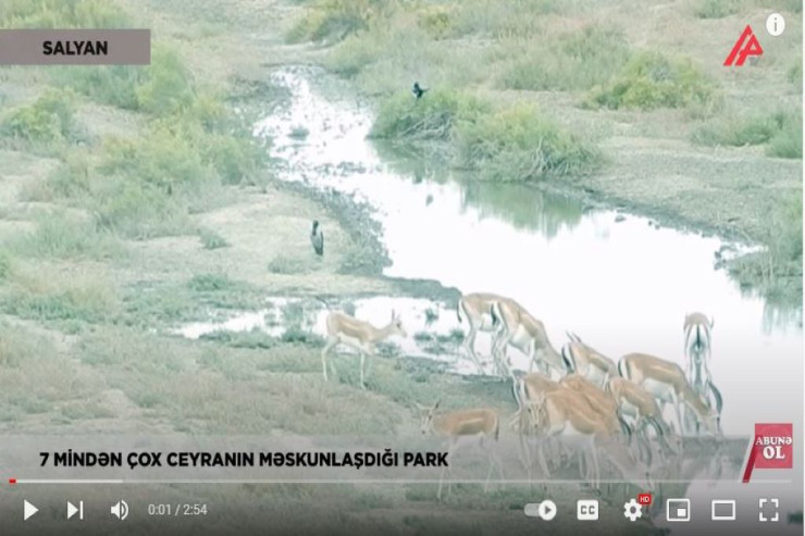 Min il əvvəl batmış şəhər, 7 min ceyran - AZƏRBAYCAN REALLIĞI  -VİDEO 