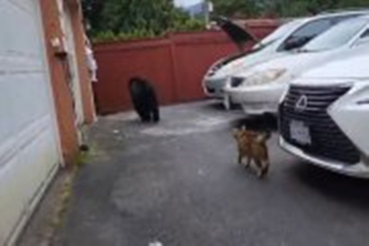 Pişik sahiblərini  ayıdan   belə qorudu - VİDEO 