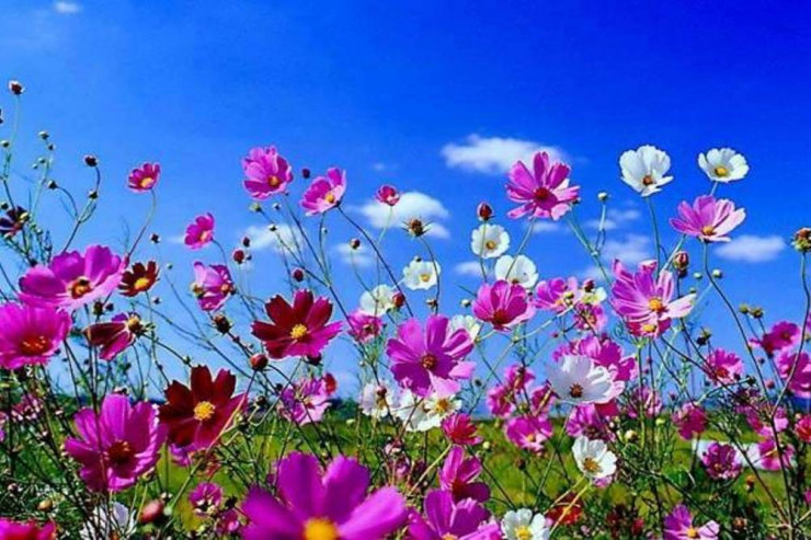 Bahar Azərbaycana nə vaxt gəlir? - TARİX AÇIQLANDI 