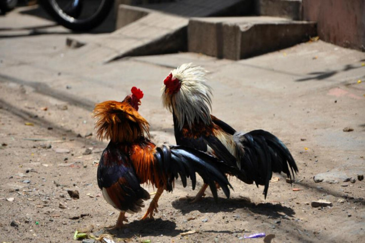 Xoruz döyüşündə  QƏTLİAM:   silahlılar 20 nəfəri öldürdü