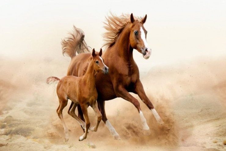  Yuxuda at görmək   nə mənaya gəlir?