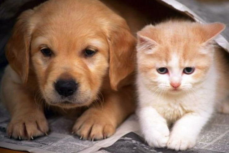 Çayın kənarında pişik və it cəsədləri  ilə dolu 7 torba tapıldı