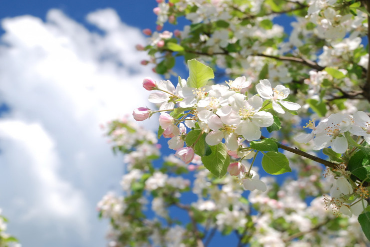 Sabah 31 dərəcə isti olacaq - PROQNOZ 