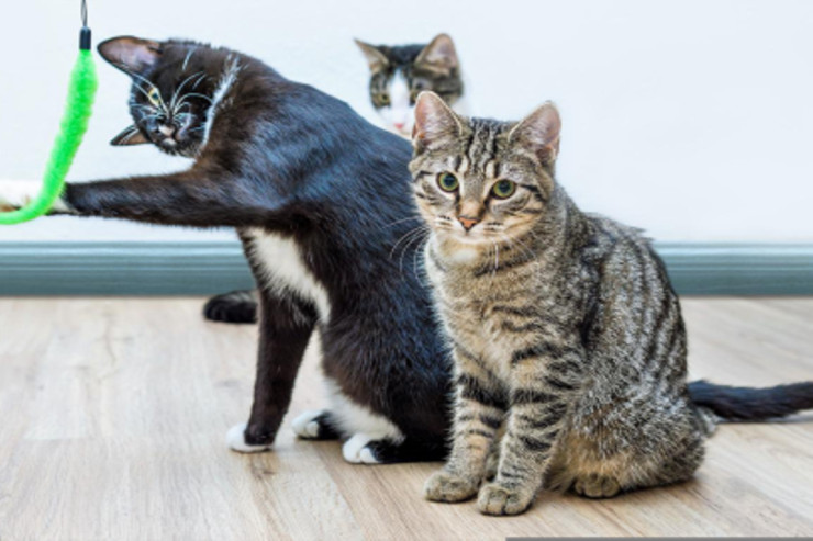  Pişiklər dostlarının   adlarını bilirlər - İDDİA