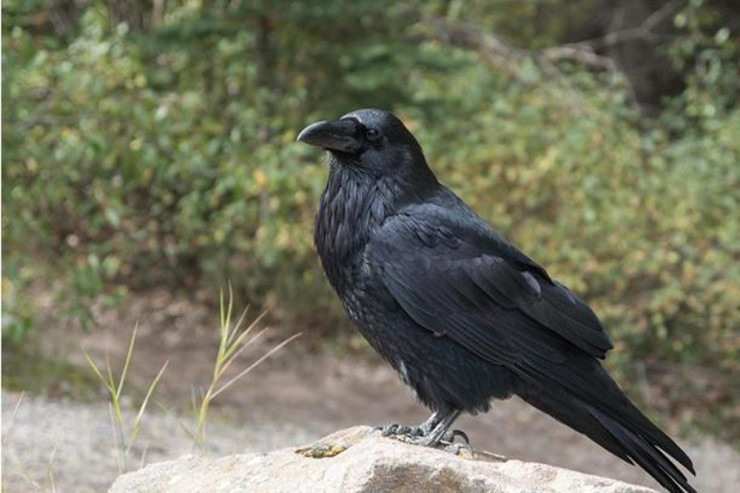 Qarğa avtobusdan yığılan pulları oğurladı - VİDEO 