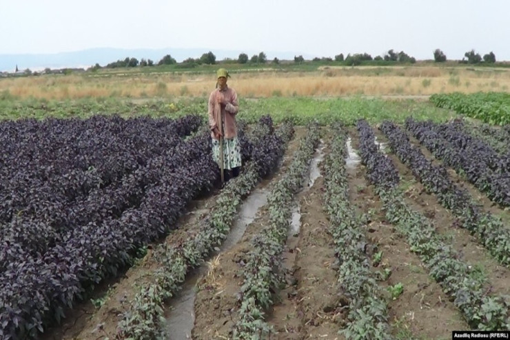 Tərəvəz sahəsinə gedən qadın  YOXA ÇIXDI  
