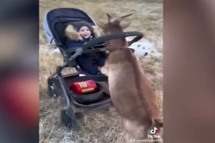 Keçi uşağı arabada  belə GƏZDİRDİ   - VİDEO 