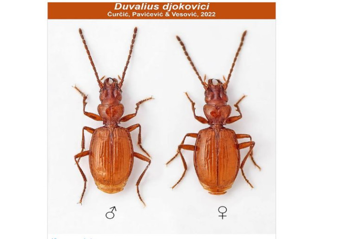 Məşhur idmançının adı  böcəyə verildi 