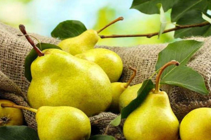 Bu şəxslərə armud yemək olmaz