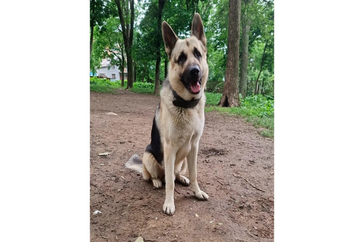  Səfərbərliyə iti elə getmək istədi,   görün nə oldu?