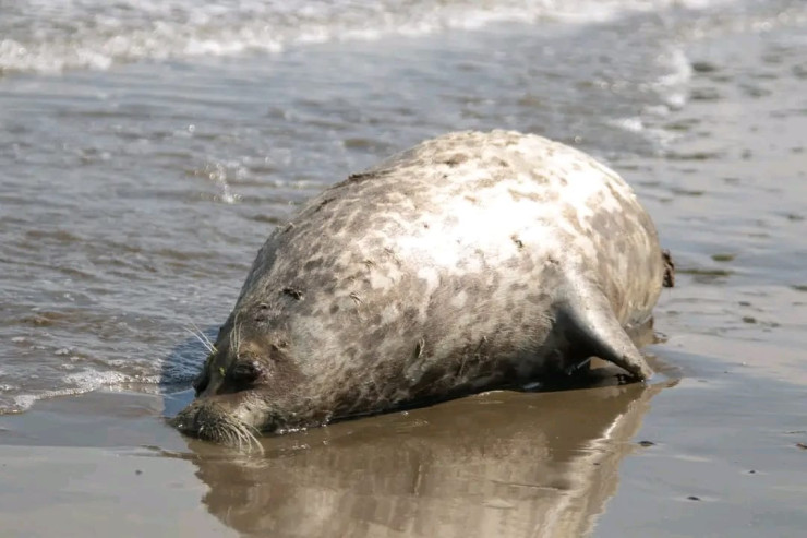 Sumqayıt sahillərində suitilər niyə ölüb? -  RƏSMİ AÇIQLAMA 