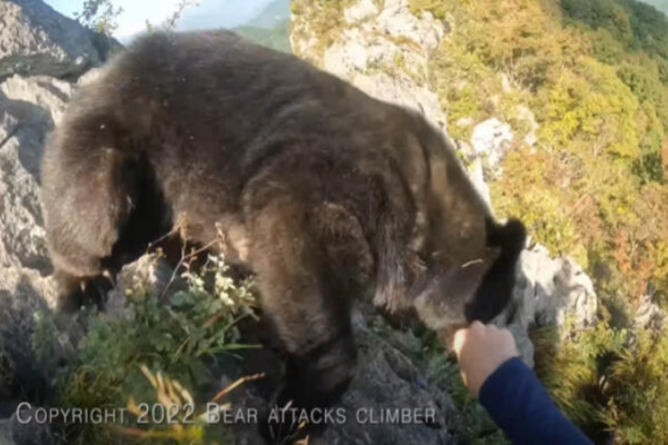 Alpinistin ayı ilə ƏLBƏYAXA DÖYÜŞÜ -  VİDEO 
