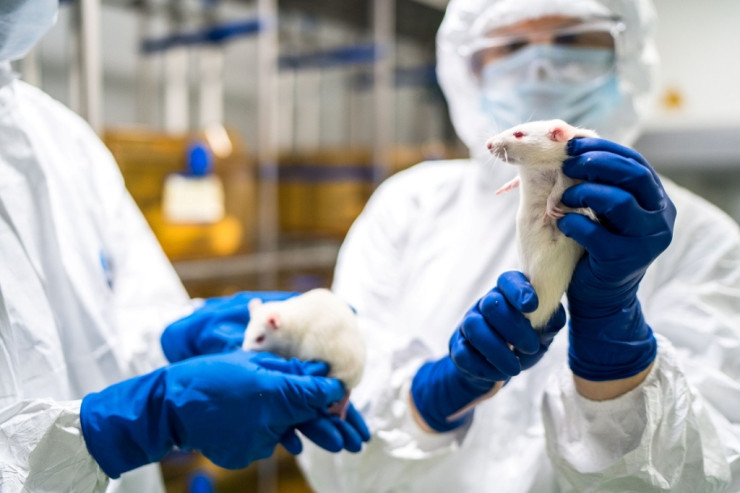 “Omicron”un mənbəyinin heyvanlar olduğunu  təsdiqlədilər