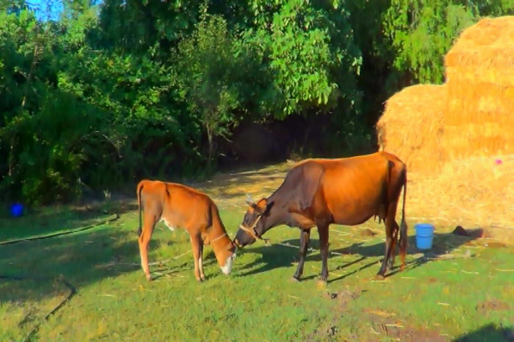 Mal-qarasını qorumaq istəyən kəndlinin faciəvi   sonu - Azərbaycanda