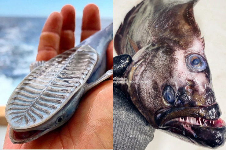 Rus balıqçı dənizdən əcaib varlıqlar  tutur – FOTOLAR  