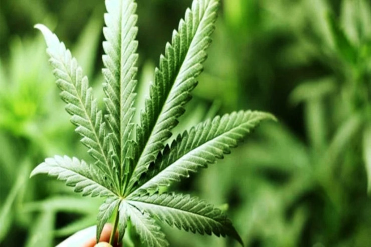 Almaniyada marixuanadan istifadəyə  İCAZƏ VERİLDİ 