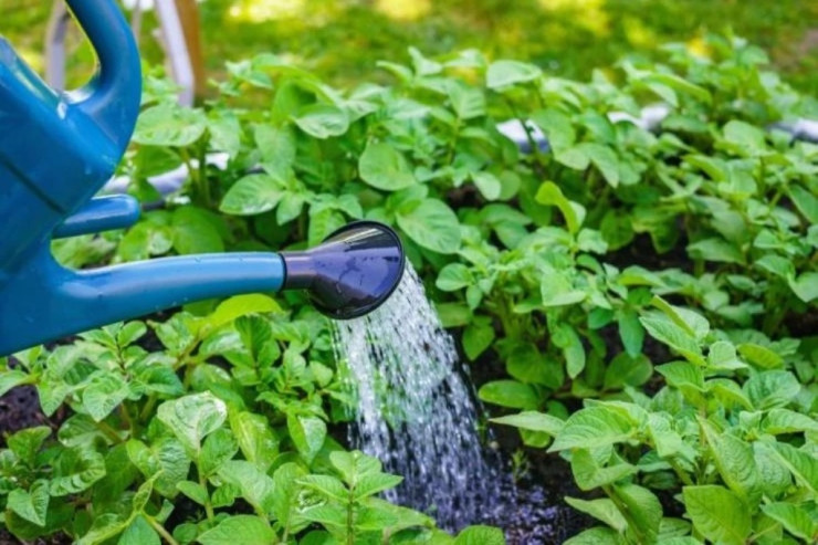 Bitkilərinizi bu yolla tez BÖYÜDƏ BİLƏRSİNİZ 