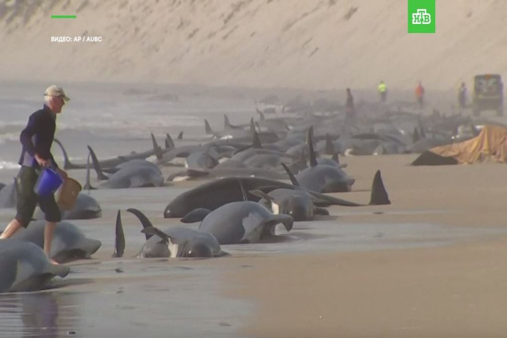 Balinalar özlərini belə öldürdülər - VİDEO 