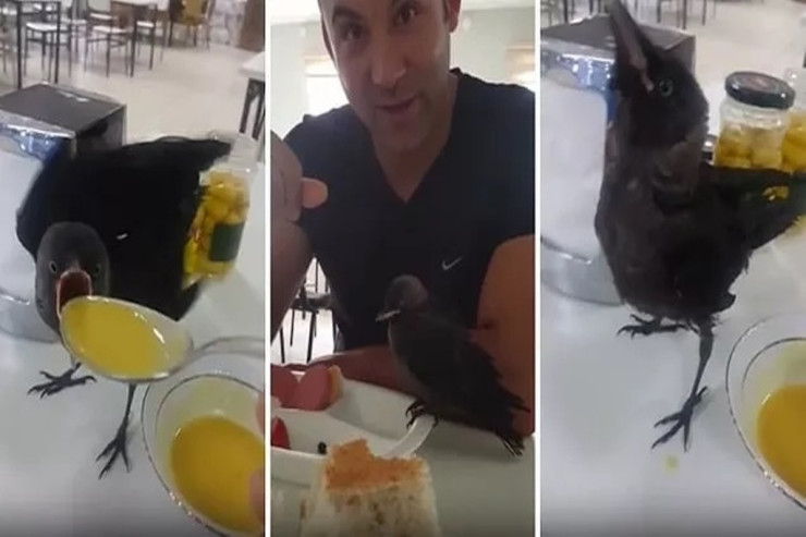 Evdə bəslədiyi qarğaya şorba içirdi - VİDEO 