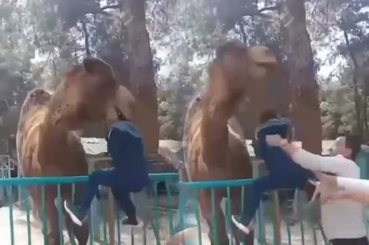 Dəvə ona yaxınlaşan uşağı dişləyib göyə qaldırdı - VİDEO 