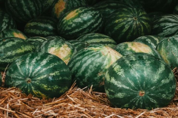 Qarpızın  ən faydalı yeri   qabığıdır – ATMAYIN