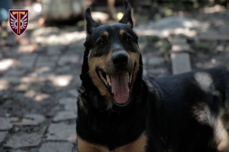 İtin  QƏHRƏMANLIĞI:   ukraynalı hərbçiləri  belə xilas etdi   -  VİDEO 