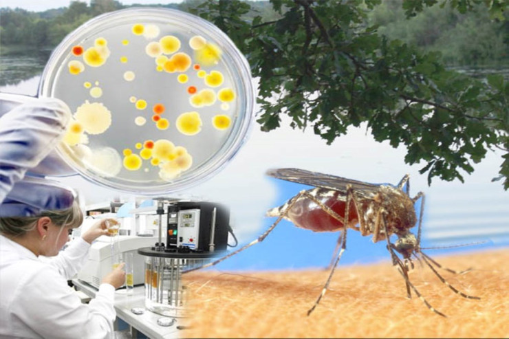 Ağcaqanadlarla yoluxan bu xəstəlik artır