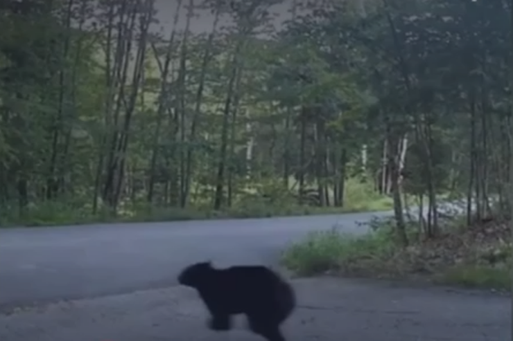 Ev pişiyi  ayını   belə qovdu –  VİDEO 