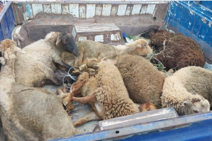 Çoban 65 qoyun oğurladı, 6500 manata satdı,  Bakıda əyləndi  