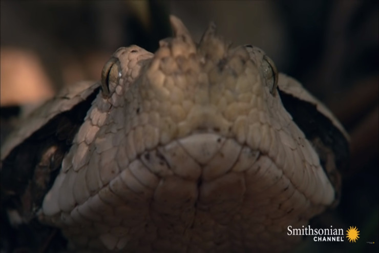Ən uzun dişləri olan ilan : Antilop boyda heyvanı öldürməyi bacarır