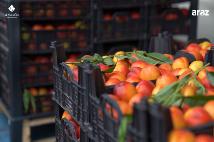 Veysəloğlu Şirkətlər Qrupu bölgələrdə soyuq anbarlarının sayını artırır